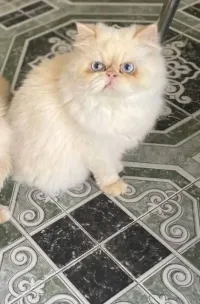 Persan male himalayen