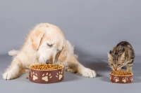 Usine aliments chien et chat clés en main