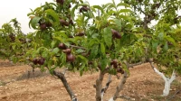 Vente Terrain Agricole Djelfa Hassi fedoul