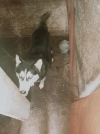 Hasky