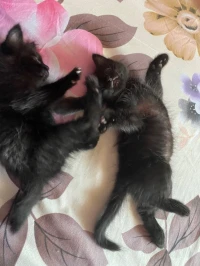 Chaton bleu russe 