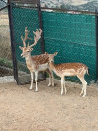 حيوانات-المزرعة-gazelle-europeenne-غزال-أوروبي-تيبازة-الجزائر
