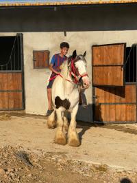 حصان-cheval-irish-cob-تيبازة-الجزائر