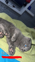 chat-scottish-fold-bordj-bou-arreridj-algerie