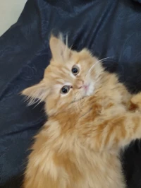 Chaton Persan