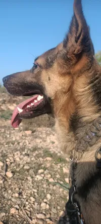 Berger allemand 3ans