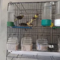 Canaris huppé et panachés 