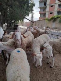بيع الكباش