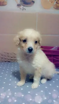 Caniche agé de 2 mois et demi 