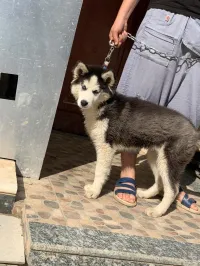 Chienne husky poil long 