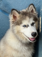 chien-husky-malamute-el-mouradia-alger-algerie