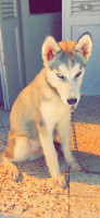 chien-husky-siberien-beni-messous-alger-algerie