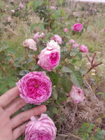 accessoires-de-beaute-ماء-الورد-الدمشقي-hydrolat-rose-damas-100-pure-cheraga-alger-algerie