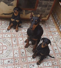 Doberman