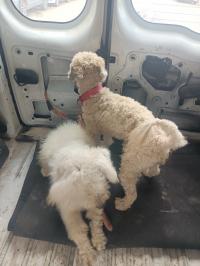 dogs-2-caniche-a-vendre-male-et-femelle-de-01-ans-oran-algeria