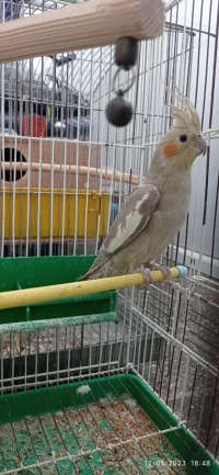 Calopsitte 