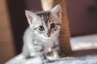 Petit chaton a adopter