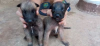 Malinois charbonnier pure sang 