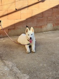 كلب-husky-وهران-الجزائر