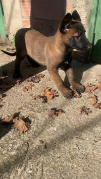 chien-malinois-tizi-ouzou-algerie