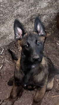 chien-malinois-tizi-ouzou-algerie