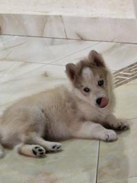 آخر-husky-بئر-الجير-وهران-الجزائر