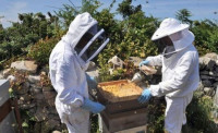 حيوانات-المزرعة-les-ruches-dabeille-خلايا-النحل-عين-النعجة-الجزائر