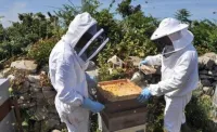 Les ruches d'abeille خلايا النحل