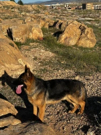 Chiot Berger Allemand Male Pedigré