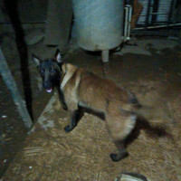 chien-adorable-malinois-a-vendre-berrouaghia-medea-algerie