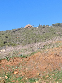 terrain-agricole-vente-tipaza-sidi-rached-algerie