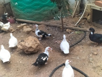 animaux-de-ferme-بط-بربري-saoula-alger-algerie