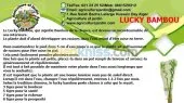 lucky bambou