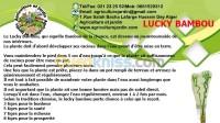 بستنة-lucky-bambou-حسين-داي-الجزائر
