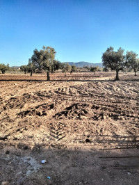 terrain-agricole-vente-tlemcen-algerie