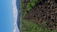 terrain-agricole-vente-el-tarf-bouteldja-algerie