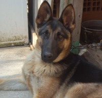 chien-chienne-malinois-agee-de-9-mois-illilten-tizi-ouzou-algerie