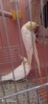ببغاء كالوبسيث