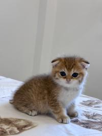 قطة-male-scottish-fold-عين-بنيان-الجزائر