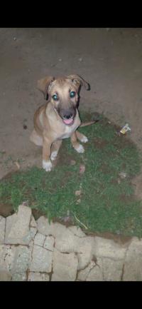 dogs-chienner-a-donner-bordj-el-bahri-alger-algeria