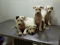 chien-vente-de-chiots-dogue-argentin-tizi-ouzou-algerie