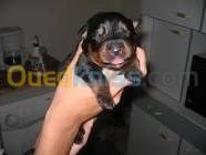 الجزائر-عين-طاية-خدمات-11-chiot