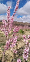 terrain-agricole-vente-batna-oued-chaaba-algerie