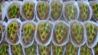 alger-draria-algerie-services-commande-de-gateaux