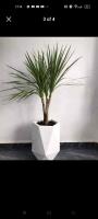 jardinage-pot-de-plante-diamant-en-polyethylene-pour-decoration-interieur-et-exterieur-محابس-birkhadem-alger-algerie