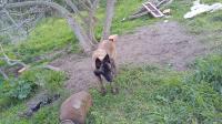 chien-femelle-malinois-de-bonne-race-tizi-ouzou-algerie