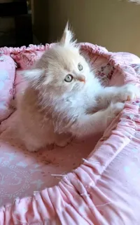 Chat Persan