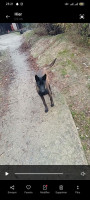 chien-chienne-berger-malinois-ouacif-tizi-ouzou-algerie