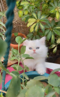 chat-persan-blanc-chlef-algerie