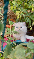 chat-persan-blanc-chlef-algerie